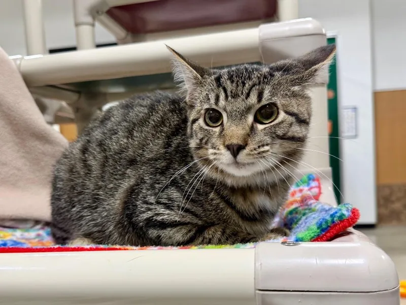 A baby small-sized male Domestic Short Hair cat named Bowser for adoption in Powell, OH