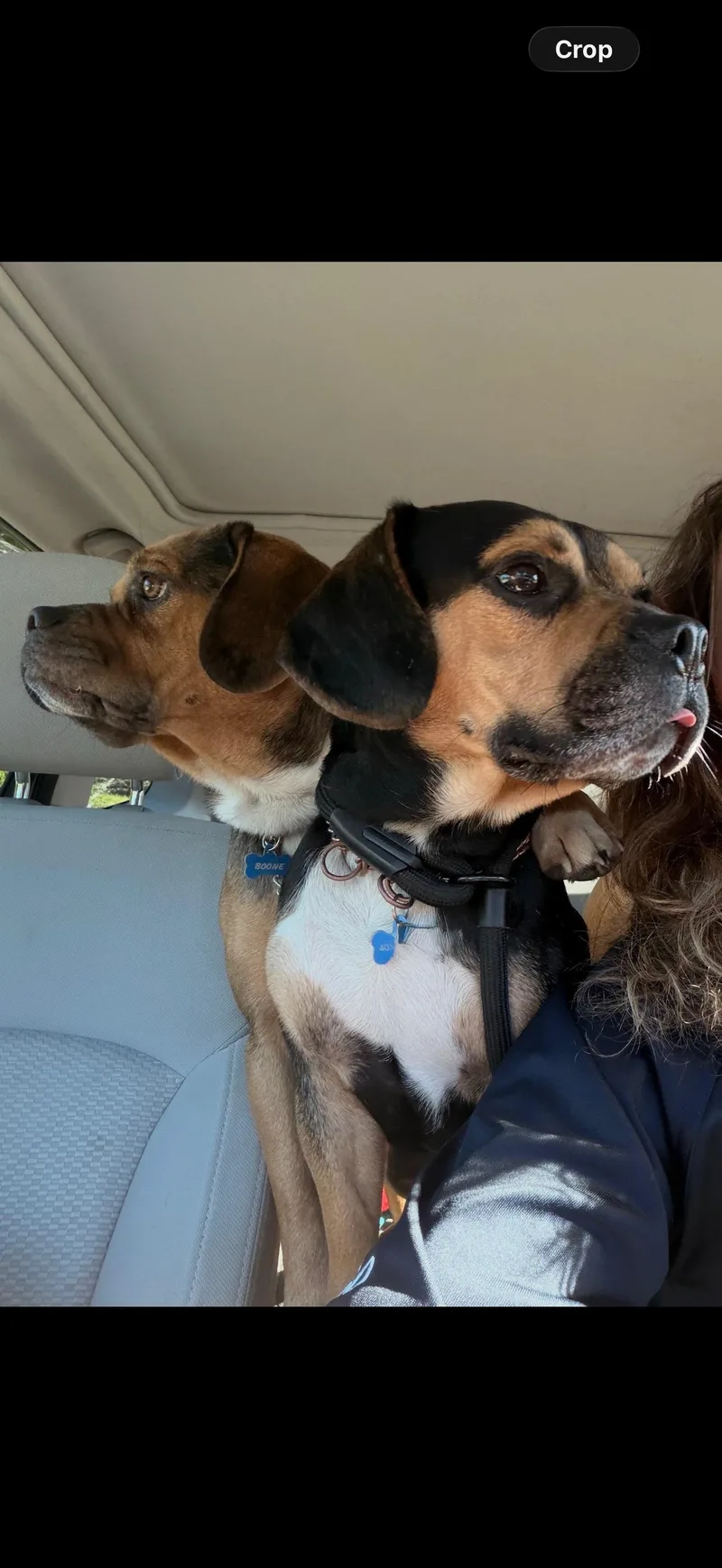 A young small-sized male Tricolor (Brown, Black, & White) Beagle dog named Boone for adoption in Charlestown, RI