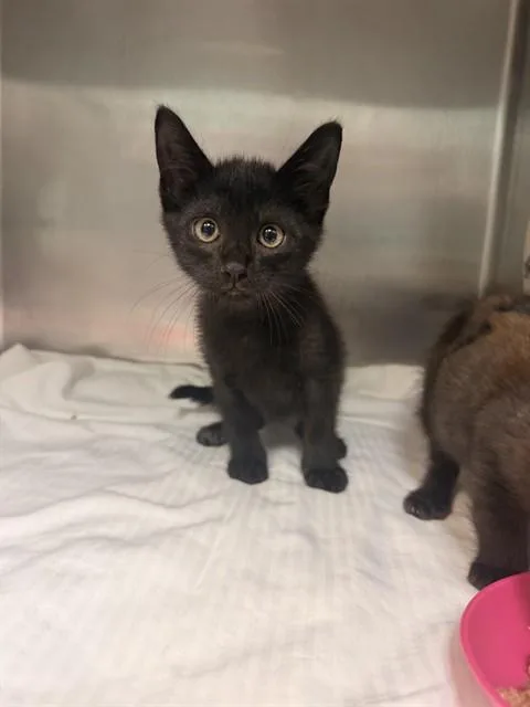 A baby medium-sized male Domestic Medium Hair cat named Cache for adoption in Fort Walton Beach, FL