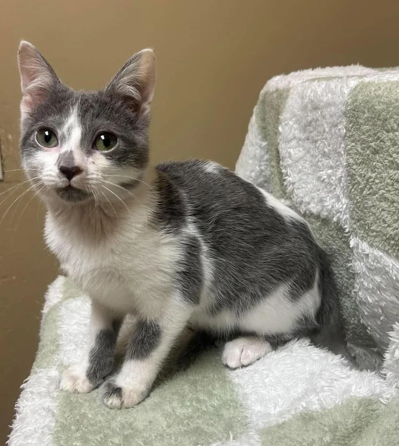A young medium-sized female Domestic Short Hair cat named Peanut for adoption in Maryville, MO