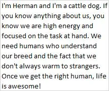 An adult medium-sized male Merle (Red) Cattle Dog dog named Herman for adoption in Libby, MT