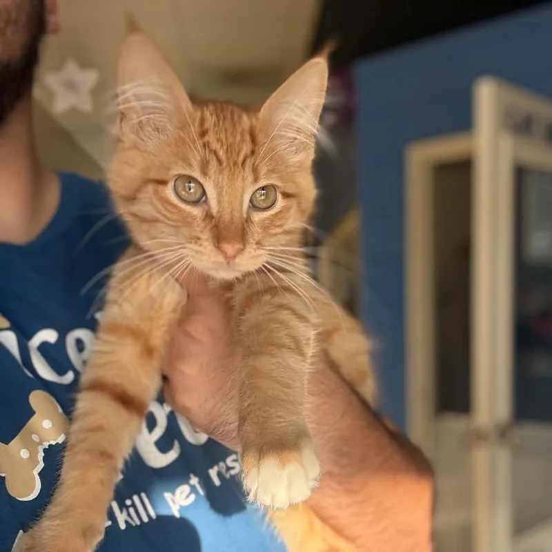 A baby small-sized male Orange / Red Domestic Long Hair cat named Jimmy  Chino Hills for adoption in Chino Hills, CA