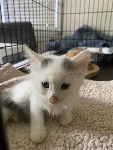 A baby small-sized male Domestic Medium Hair cat named Franklin for adoption in Charlotte, NC