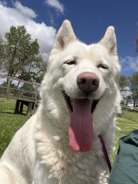An adult large-sized female Siberian Husky dog named Sweetie Pie for adoption in Westminster, MD