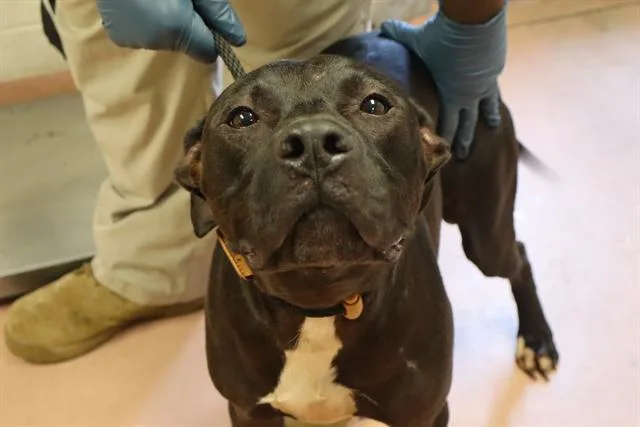 A young large-sized male Mixed Breed dog named Huck for adoption in Columbia, SC