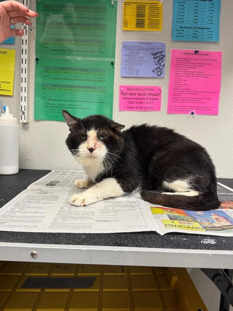 A senior medium-sized male Domestic Short Hair cat named Orlando for adoption in Sorrento, LA