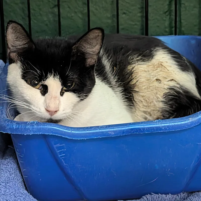 An adult medium-sized female Domestic Short Hair cat named Pocket for adoption in Tacoma, WA