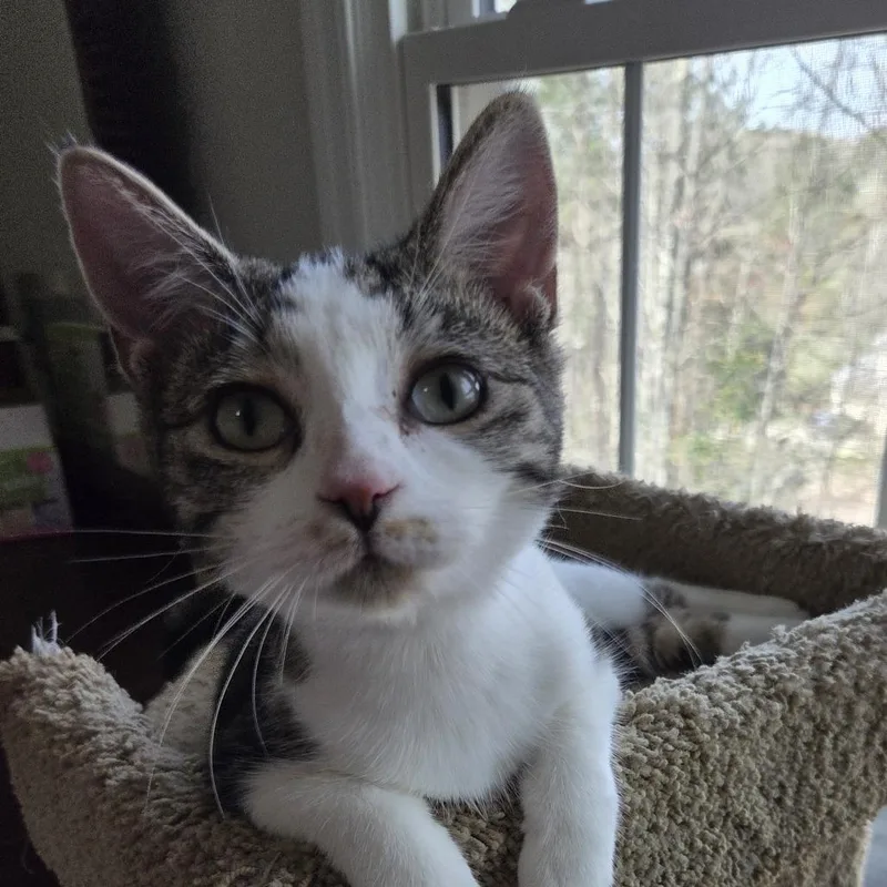 A young medium-sized female Domestic Short Hair cat named Opal for adoption in Cumming, GA