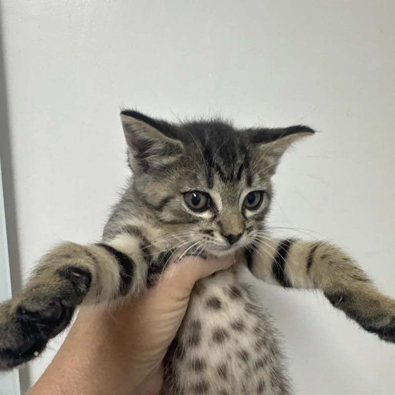 A baby small-sized female Brown / Chocolate Domestic Short Hair cat named Fern for adoption in Long Beach, CA