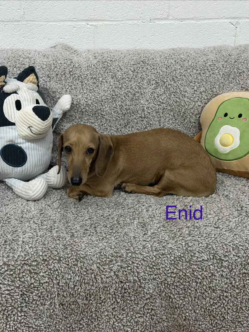 An adult small-sized female Dachshund dog named Enid for adoption in York, SC