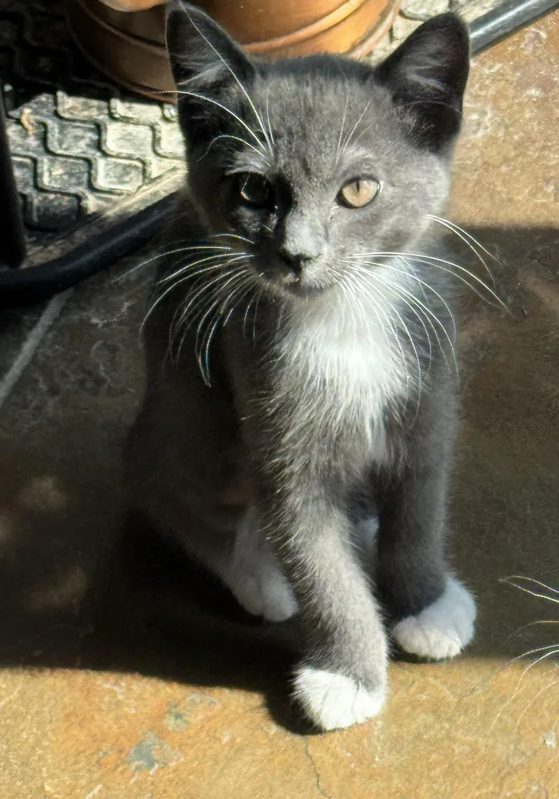 A baby medium-sized female Gray & White Domestic Short Hair cat named Haven for adoption in Milwaukee, WI