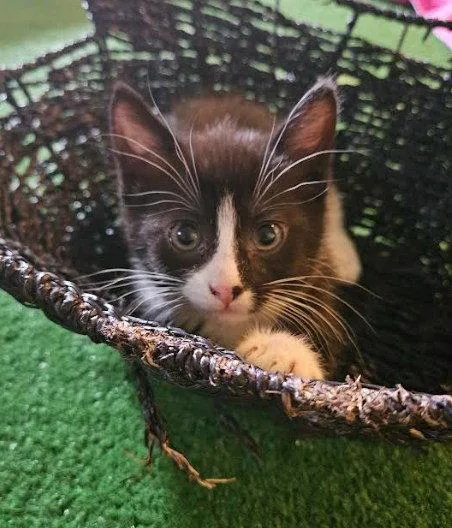 A baby medium-sized female Black & White / Tuxedo Domestic Short Hair cat named Monica for adoption in Coralville, IA