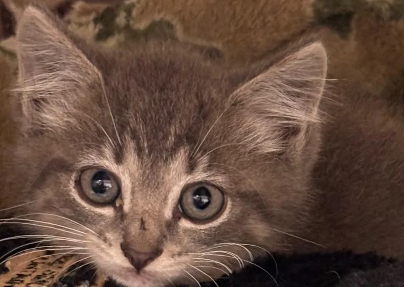 A baby small-sized male Domestic Short Hair cat named Denver for adoption in Elizabethton, TN