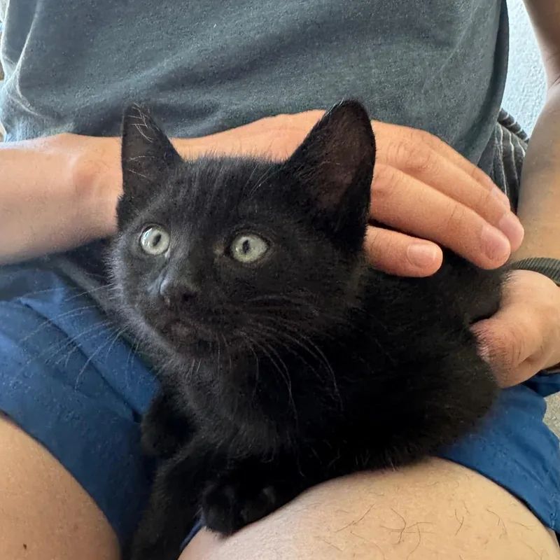 A baby small-sized male Black Domestic Short Hair cat named Mole for adoption in Sunnyvale, CA