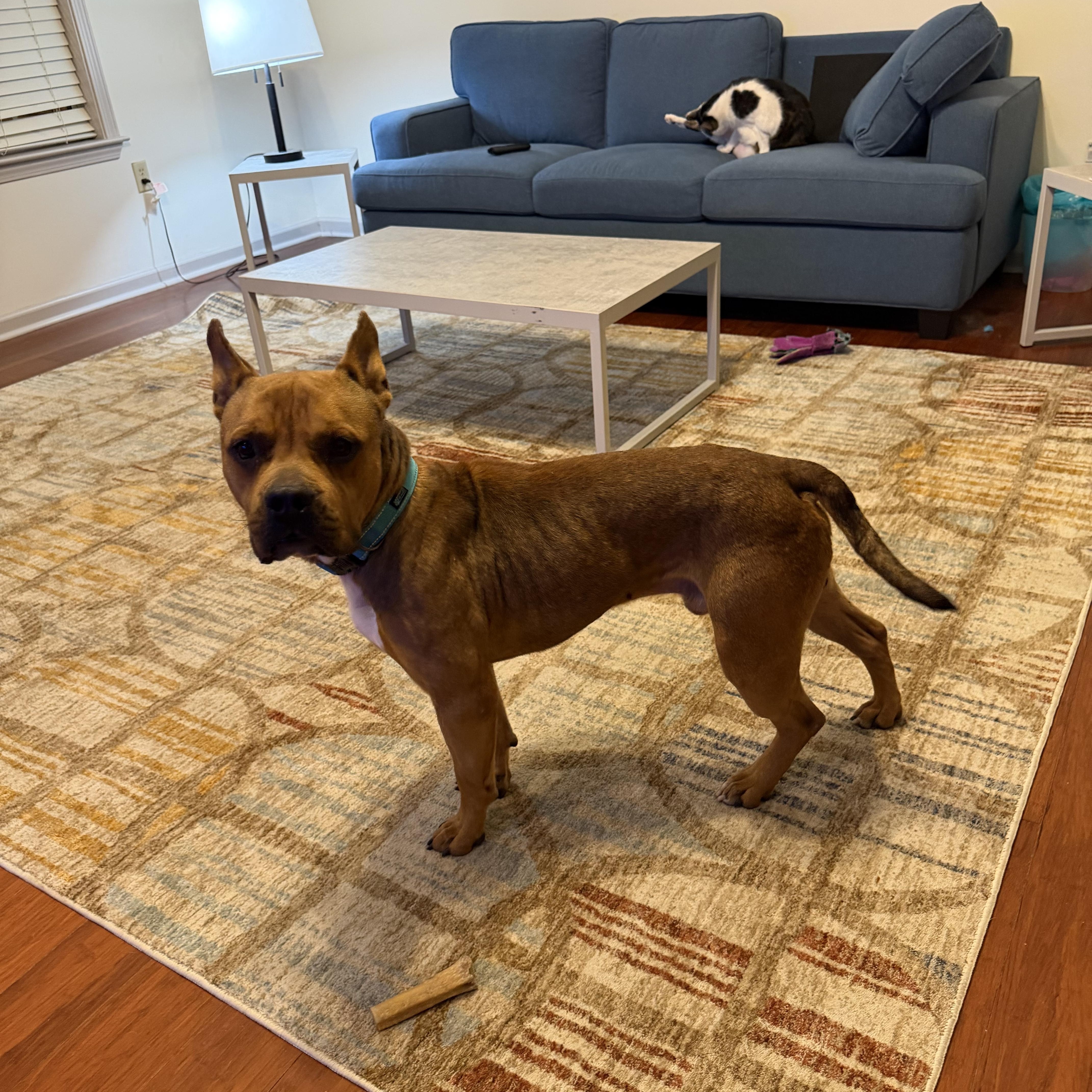 An adult large-sized male Brown / Chocolate Boxer dog named Luca for adoption in Atoka, TN