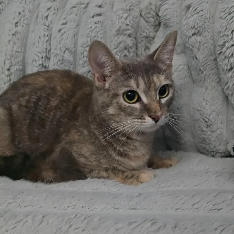 A young medium-sized female Tortoiseshell Domestic Short Hair cat named Hula for adoption in Jarrettsville, MD