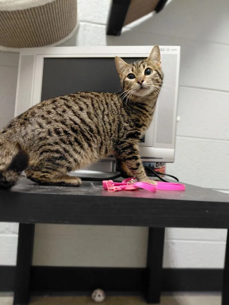 A young medium-sized female Domestic Short Hair cat named Libby for adoption in Henderson, NC