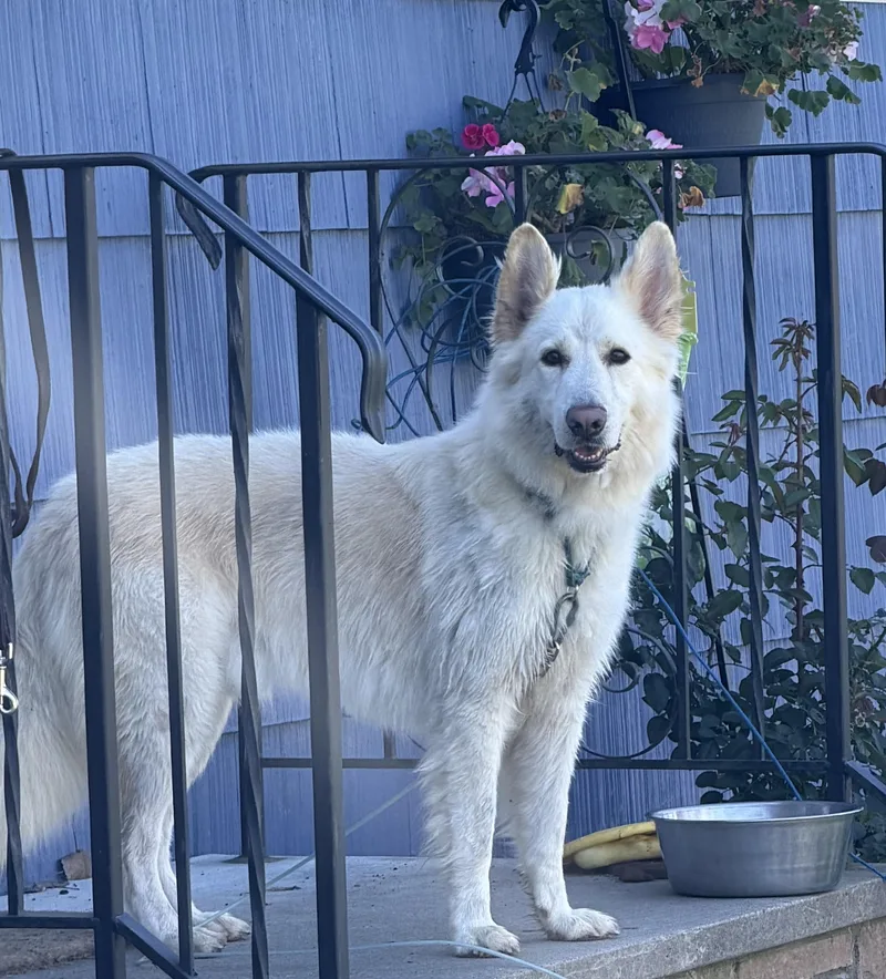 An adult medium-sized male German Shepherd Dog dog named Bixby for adoption in Jamesville, NY