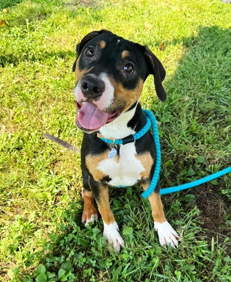 A young medium-sized male Mixed Breed dog named Eleven for adoption in Effingham, IL