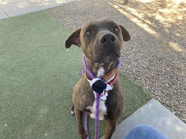 A young large-sized male Pit Bull Terrier dog named Glaze Donut for adoption in Phoenix, AZ