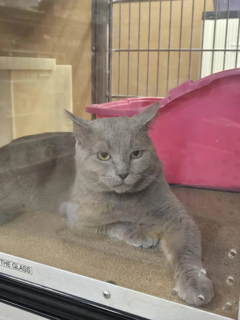Chowder  At Petsmart