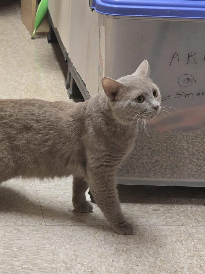 Chowder  At Petsmart thumbnail 2