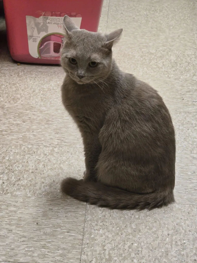 Chowder  At Petsmart thumbnail 3