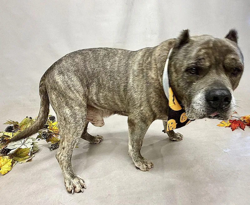 An adult large-sized male Gray / Blue / Silver Terrier dog named Poncho for adoption in Sanford, FL