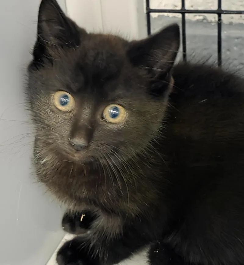A baby small-sized male Domestic Short Hair cat named Viper for adoption in Ewing, NJ
