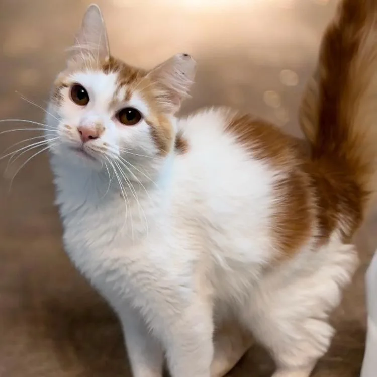 A young small-sized female White Domestic Medium Hair cat named Winslow for adoption in Grantsville, UT