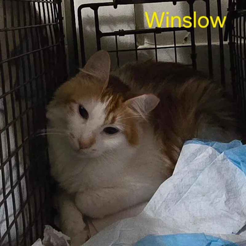 Winslow thumbnail 2