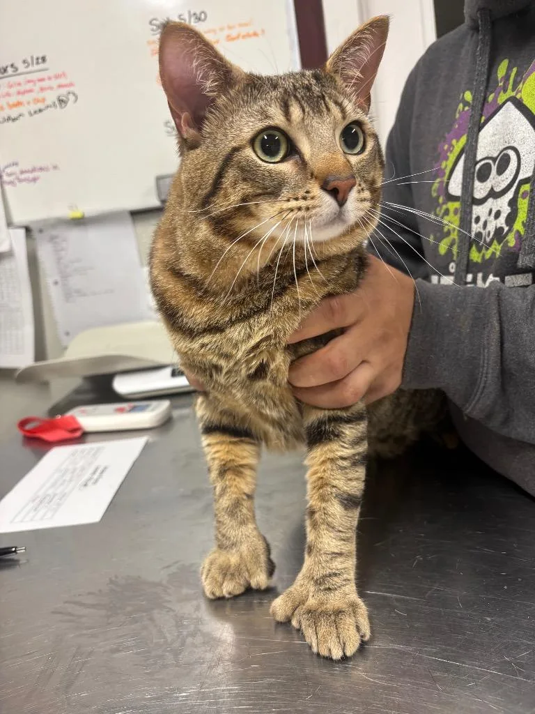 A young medium-sized male Domestic Short Hair cat named Harry for adoption in Fall River, MA