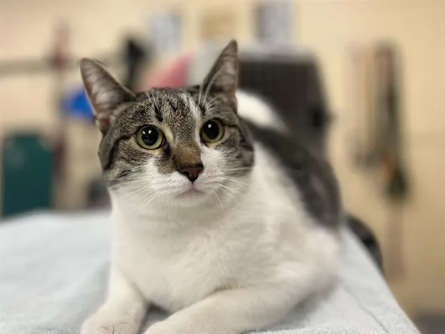 A young small-sized female Domestic Short Hair cat named Kiki for adoption in Aliquippa, PA