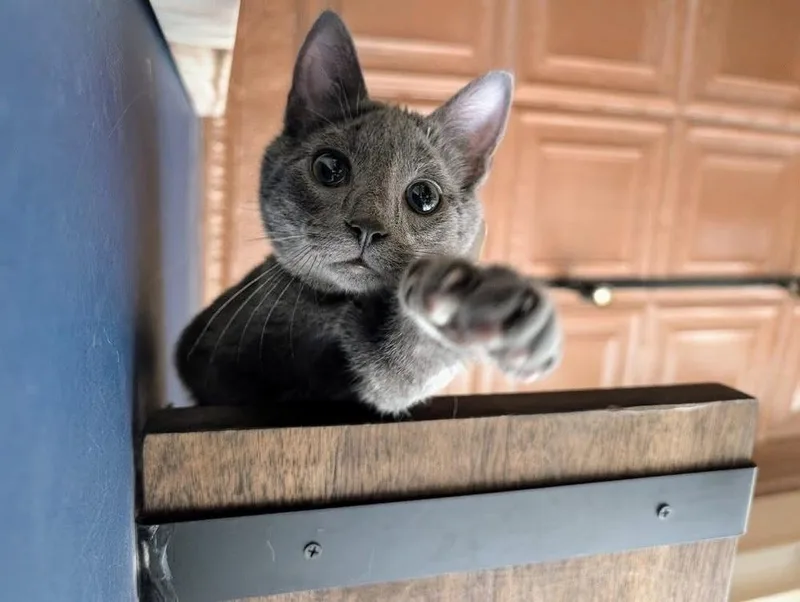 A baby small-sized male Gray / Blue / Silver Domestic Short Hair cat named Wigby for adoption in Lewisburg, PA