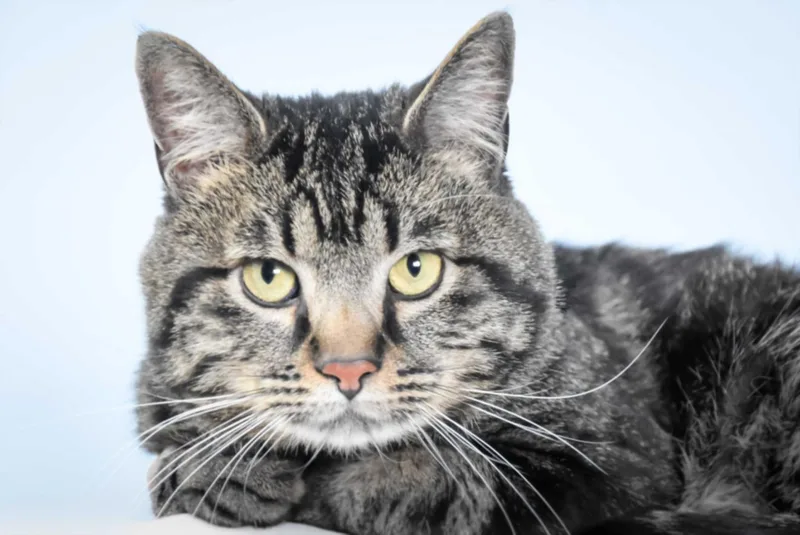 An adult small-sized male Domestic Short Hair cat named Lynx for adoption in Loveland, CO