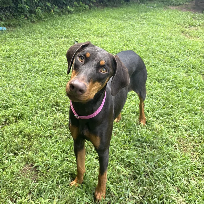 A young large-sized female Brown / Chocolate Doberman Pinscher dog named Marley for adoption in North Haven, CT