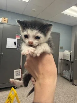 A baby small-sized male Domestic Short Hair cat named Minnow for adoption in Gastonia, NC