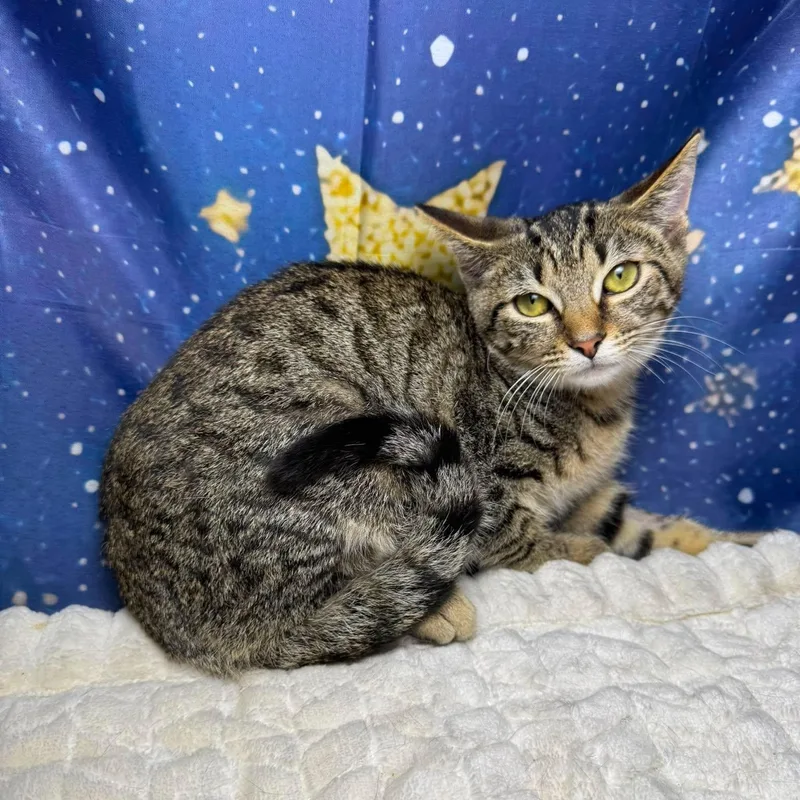 A baby small-sized male Tabby (Brown / Chocolate) Tabby cat named Waffle for adoption in Greensburg, PA