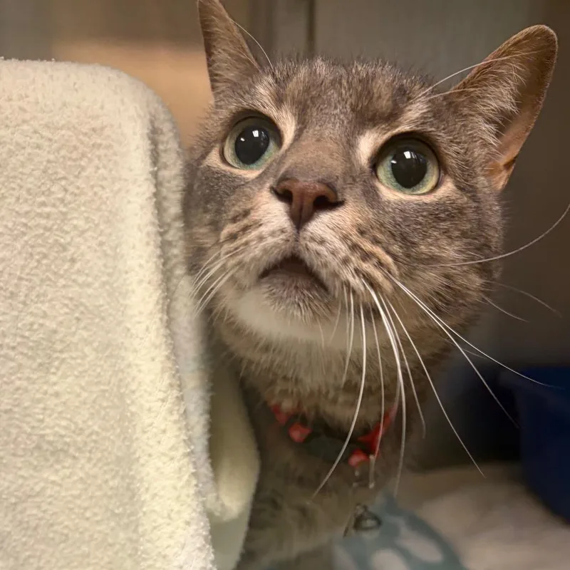 An adult medium-sized female Gray / Blue / Silver Domestic Short Hair cat named Kiki for adoption in Fredericksburg, VA