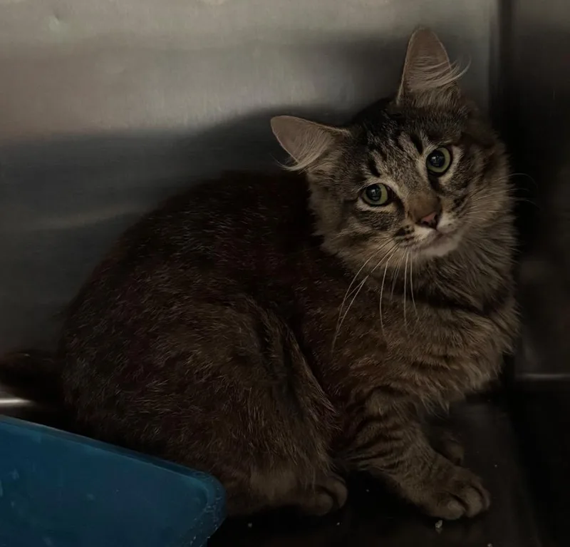 A young large-sized male Domestic Short Hair cat named Dora for adoption in Cartersville , GA