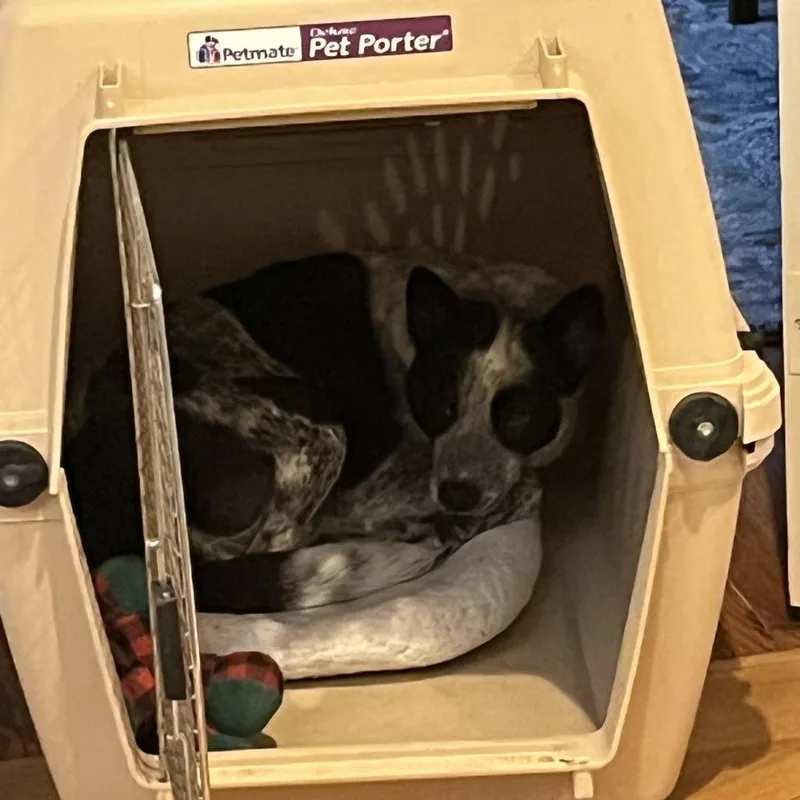 An adult medium-sized female Gray / Blue / Silver Australian Cattle Dog / Blue Heeler dog named Dee for adoption in Ferndale, MI