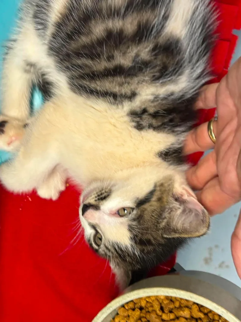 A baby medium-sized male Domestic Short Hair cat named Marvin Visit At for adoption in Rustburg, VA