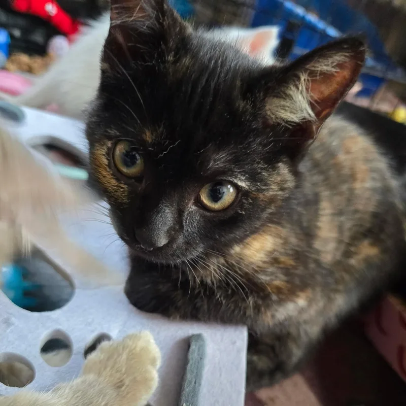 A baby medium-sized female Torbie Domestic Short Hair cat named Violetta for adoption in Sauk City, WI