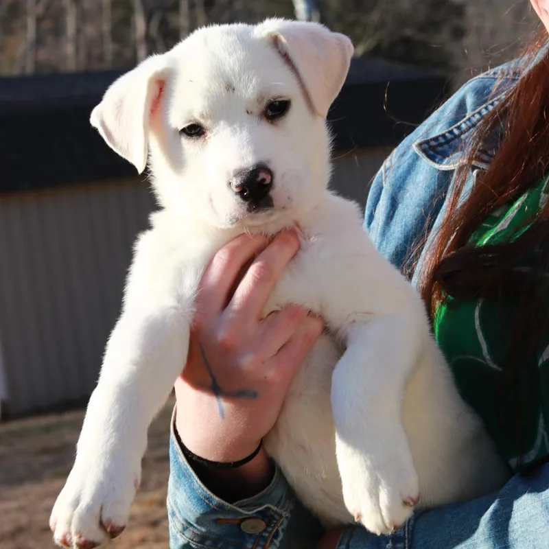 Ct Frostine Avail Apr