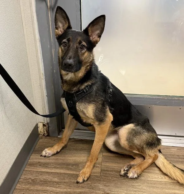 A young medium-sized female Shepherd dog named Clover for adoption in San Diego, CA