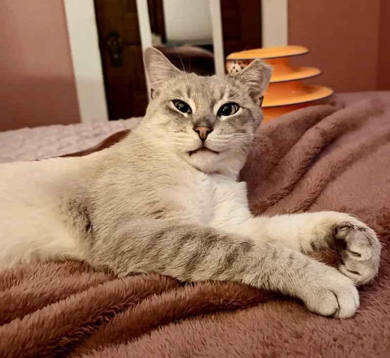 Jack Jack thumbnail 3