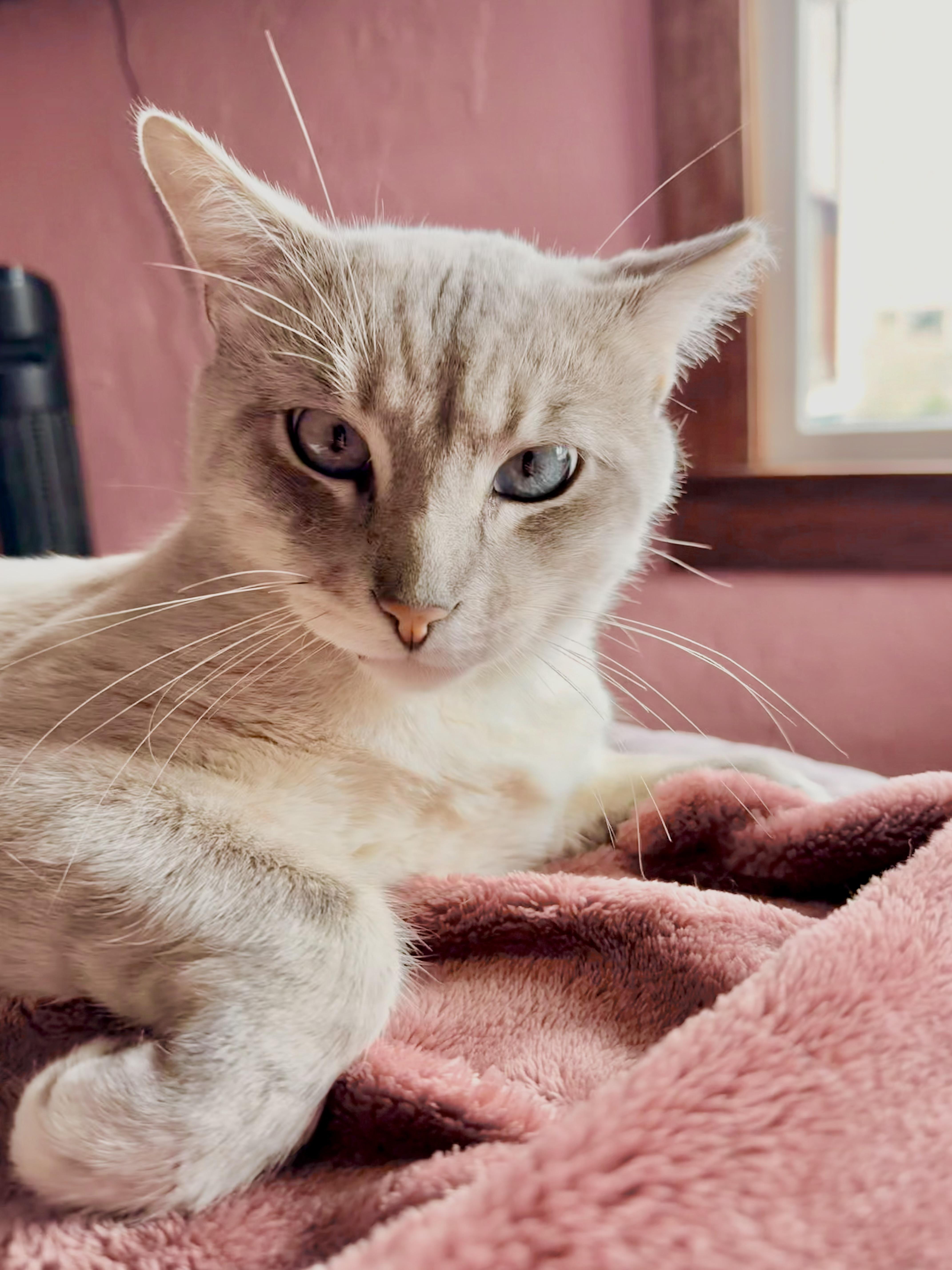 Jack Jack thumbnail 4