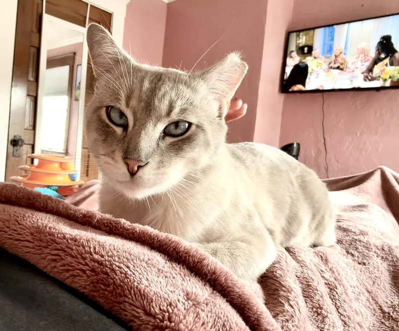 Jack Jack thumbnail 5