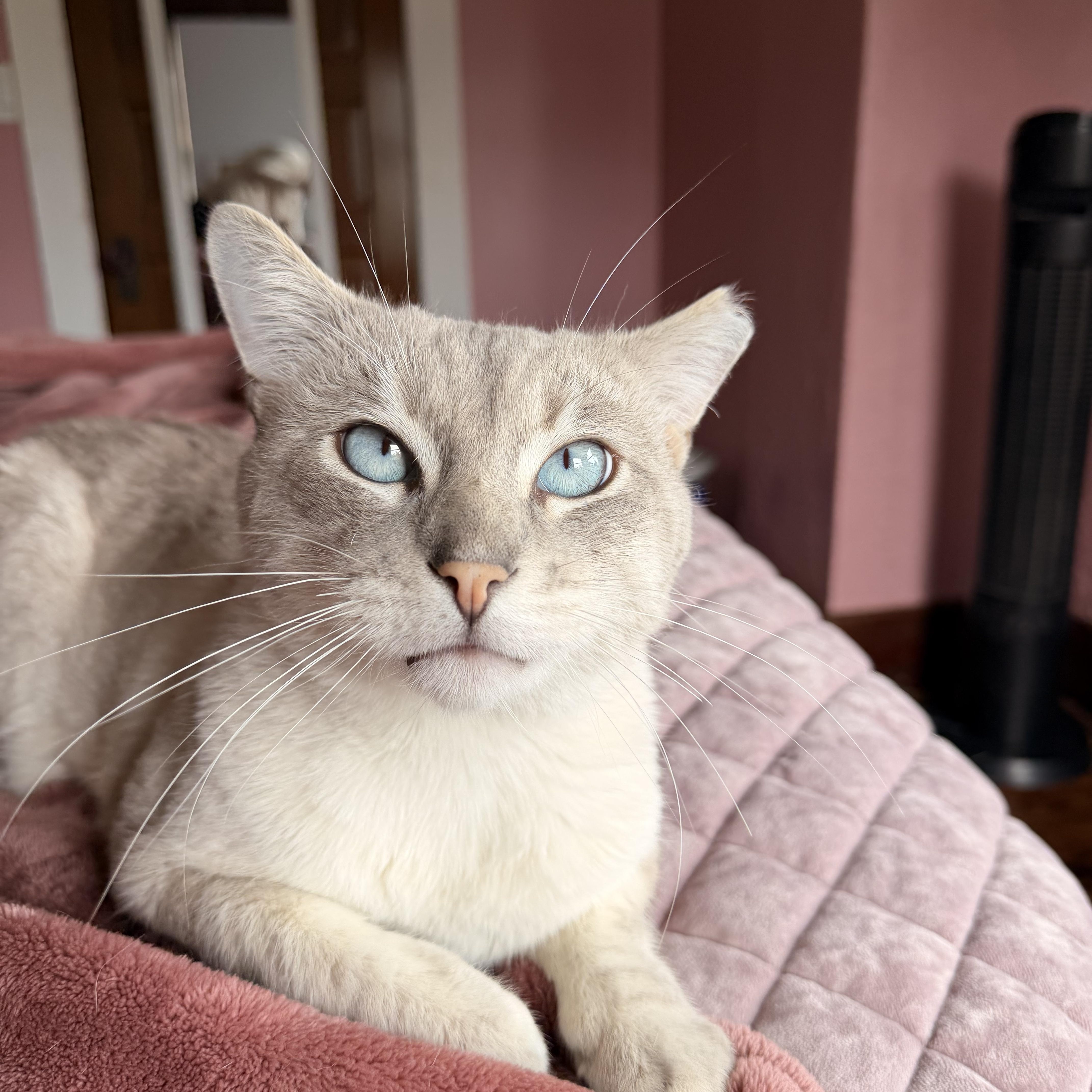 Jack Jack thumbnail 6