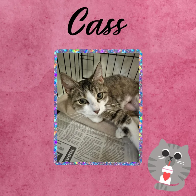 A baby small-sized female Tabby (Gray / Blue / Silver) Domestic Short Hair cat named Cass for adoption in Monticello, IN